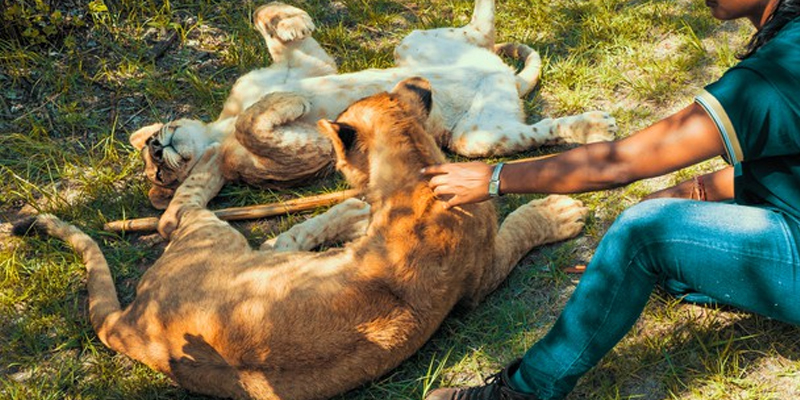 Zoologlar ve Yaban Hayatı Biyologları