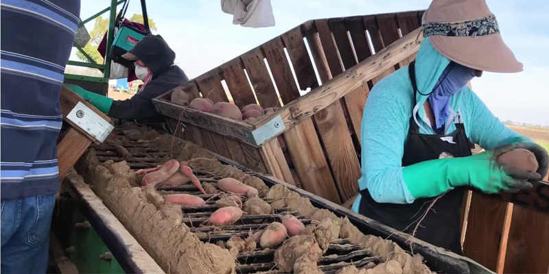 Tarım Ürünleri Sınıflandırıcıları ve Ayıklayıcıları