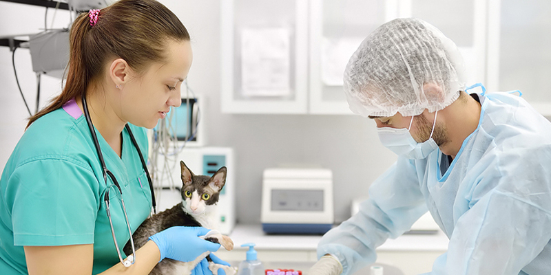 Veteriner Asistanları ve Laboratuvar Hayvanı Bakıcıları